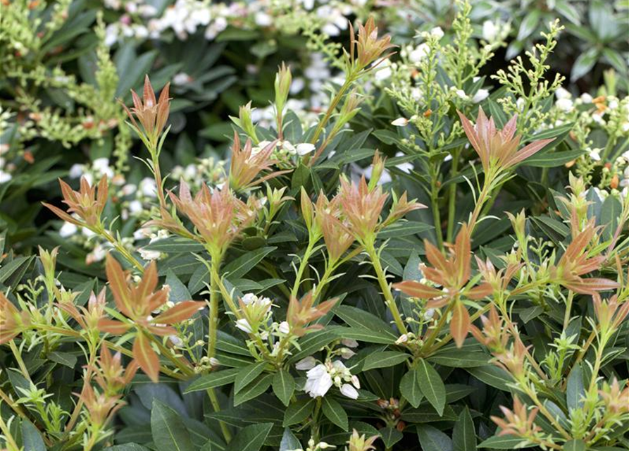 Pieris japonica Prelude