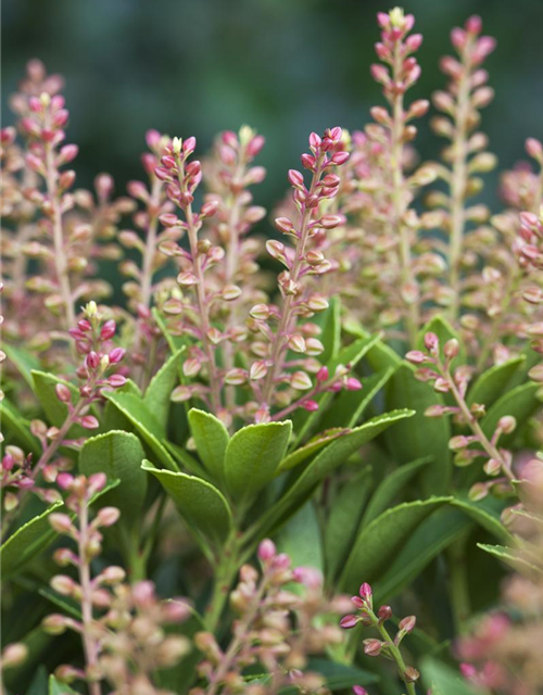 Pieris japonica Purity