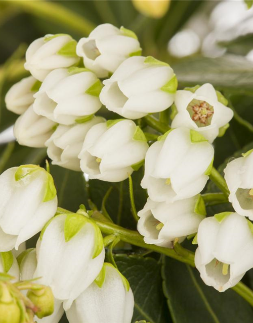 Pieris japonica Sarabande