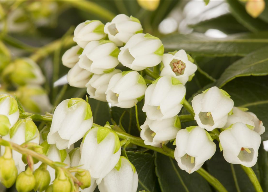 Pieris japonica Sarabande