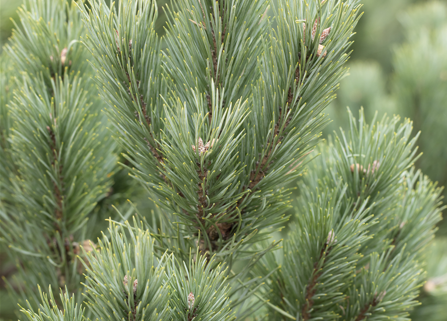 Pinus cembra Glauca