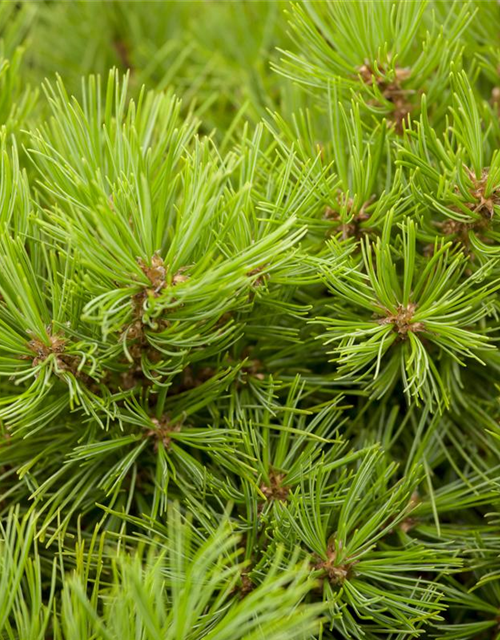 Pinus densiflora Low Glow