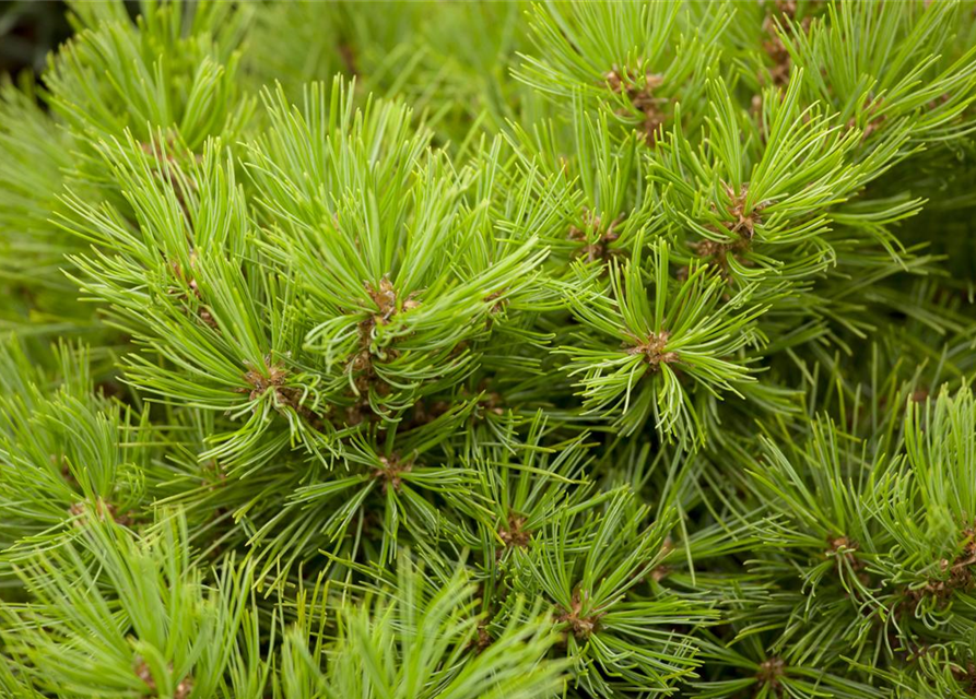 Pinus densiflora Low Glow