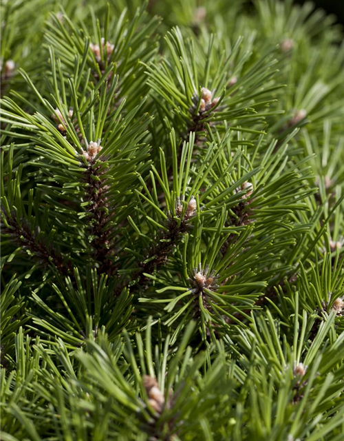 Pinus mugo Benjamin