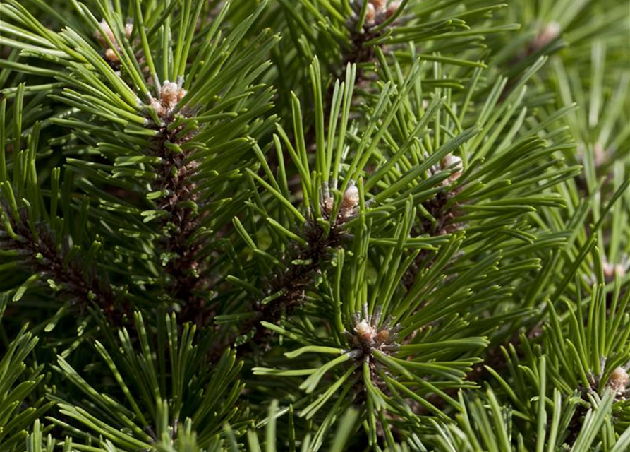 Pinus mugo Benjamin