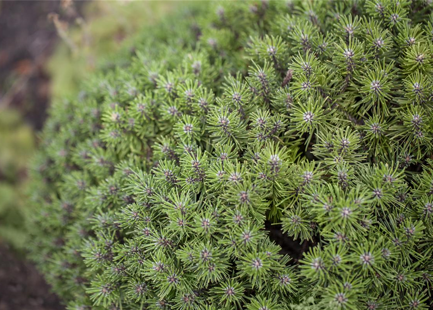 Pinus mugo Benjamin