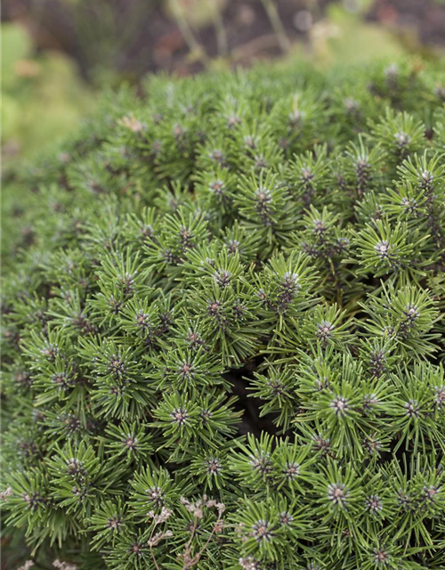 Pinus mugo Benjamin