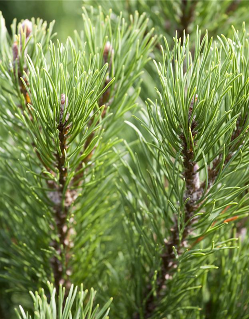 Pinus mugo Carstens Wintergold