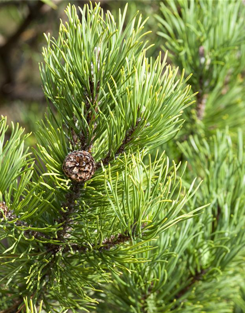 Pinus mugo Carstens Wintergold