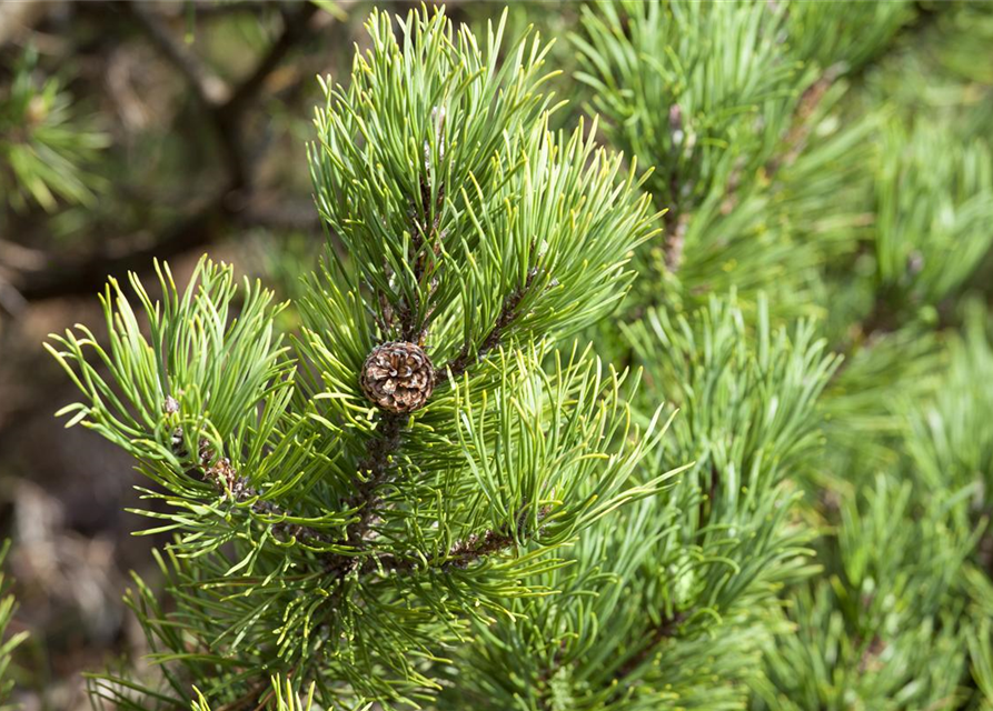 Pinus mugo Carstens Wintergold