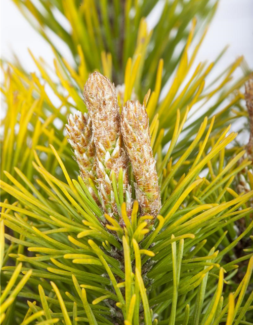 Pinus mugo Carstens Wintergold