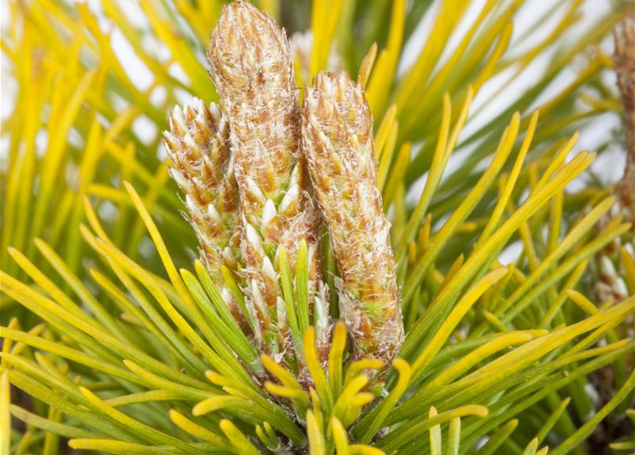 Pinus mugo Carstens Wintergold