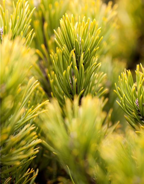 Pinus mugo Carstens Wintergold