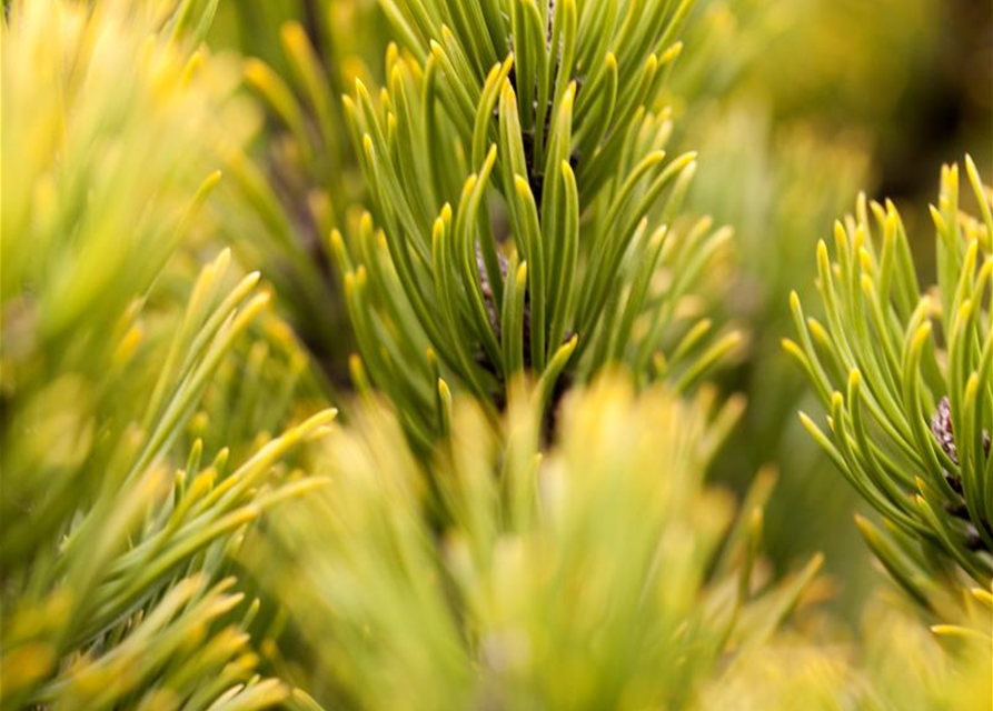 Pinus mugo Carstens Wintergold