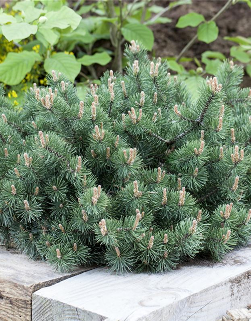 Pinus mugo Humpy