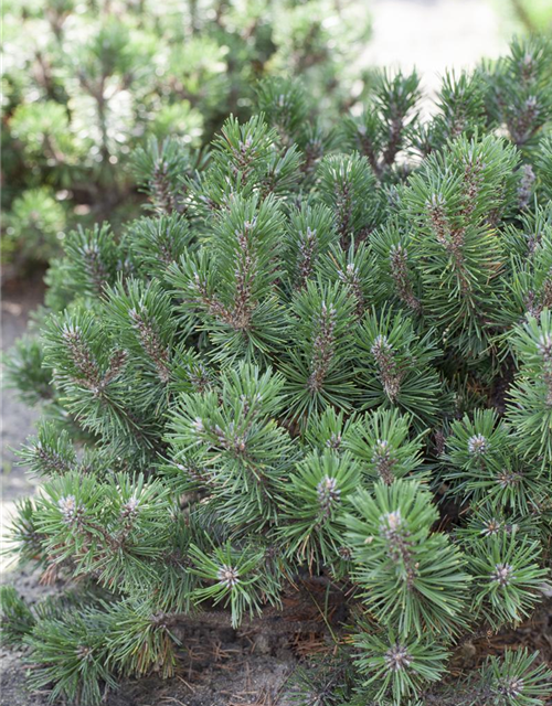 Pinus mugo Humpy