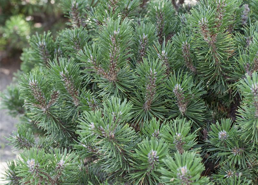 Pinus mugo Humpy