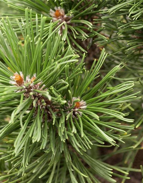 Pinus mugo Mops