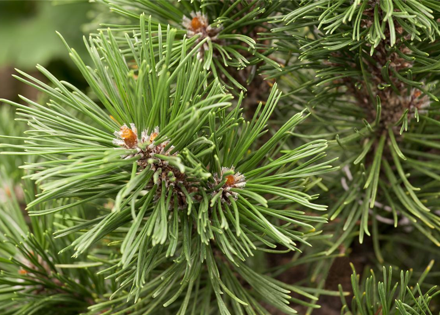 Pinus mugo Mops