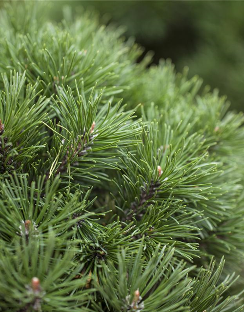 Pinus mugo Mops