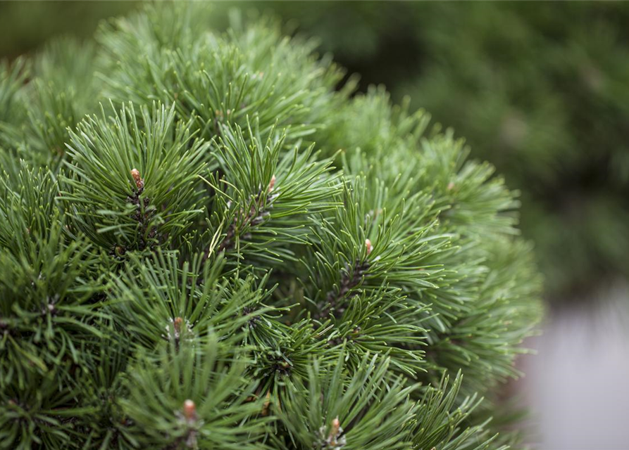 Pinus mugo Mops