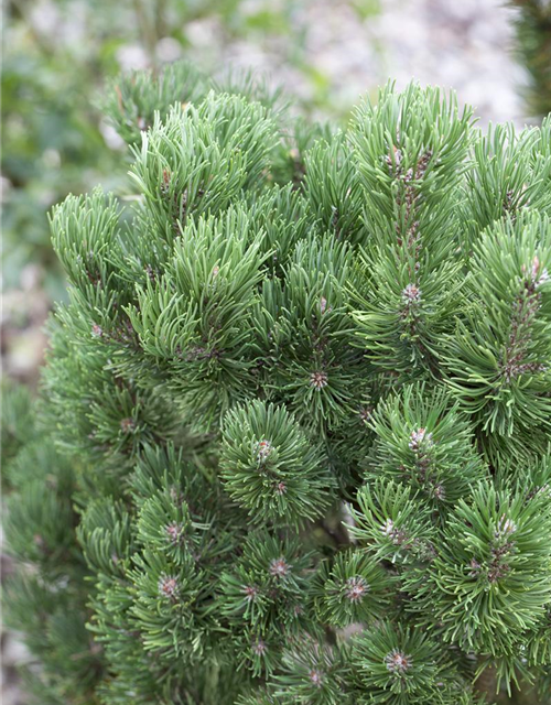 Pinus mugo Picobello