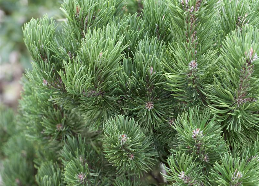 Pinus mugo Picobello