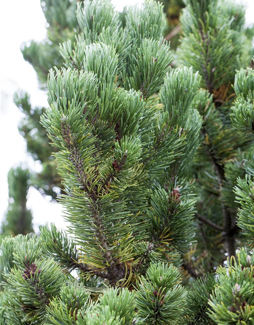 Pinus mugo Picobello