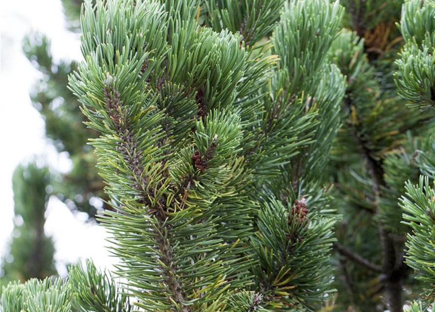 Pinus mugo Picobello