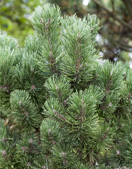 Pinus mugo Picobello