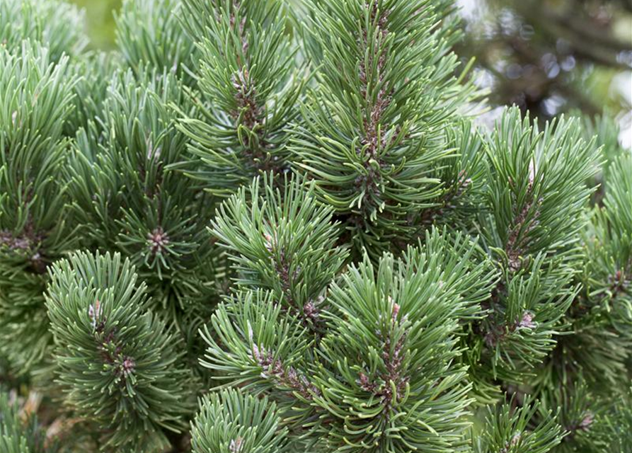 Pinus mugo Picobello