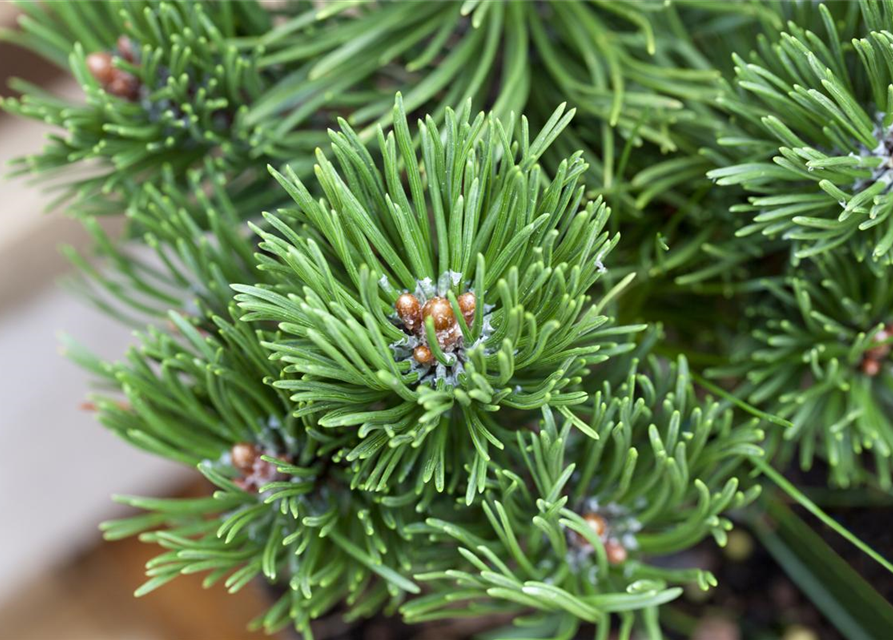 Pinus mugo Picobello