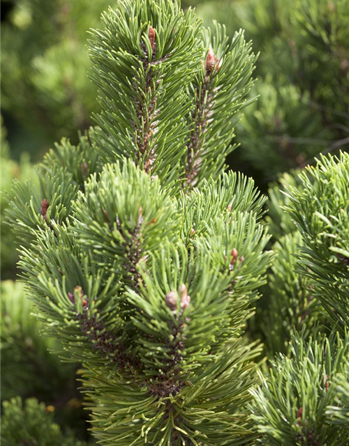 Pinus mugo Picobello