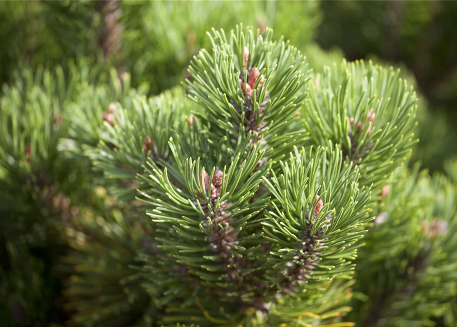 Pinus mugo Picobello