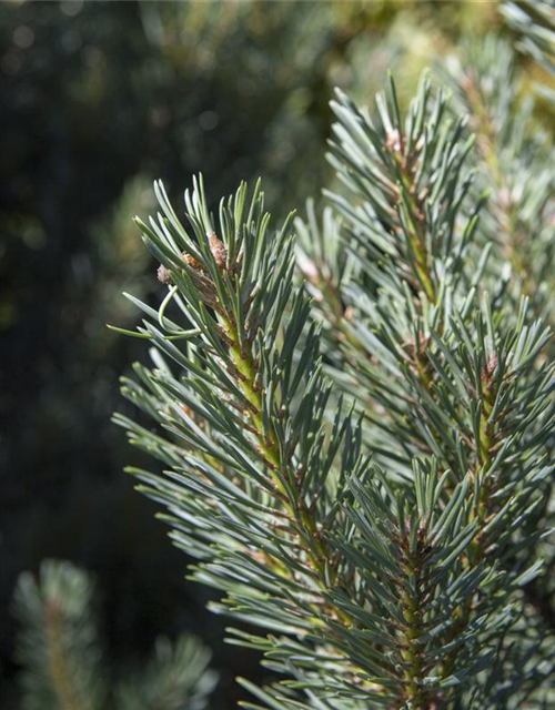 Pinus sylvestris Watereri