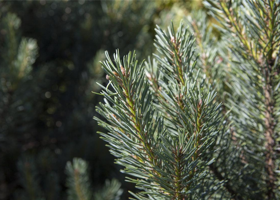 Pinus sylvestris Watereri