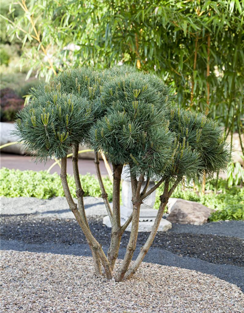 Pinus sylvestris Watereri