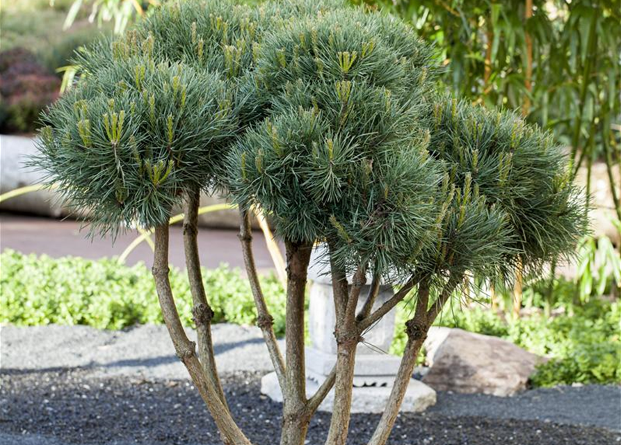 Pinus sylvestris Watereri