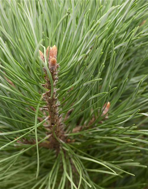 Pinus sylvestris Watereri