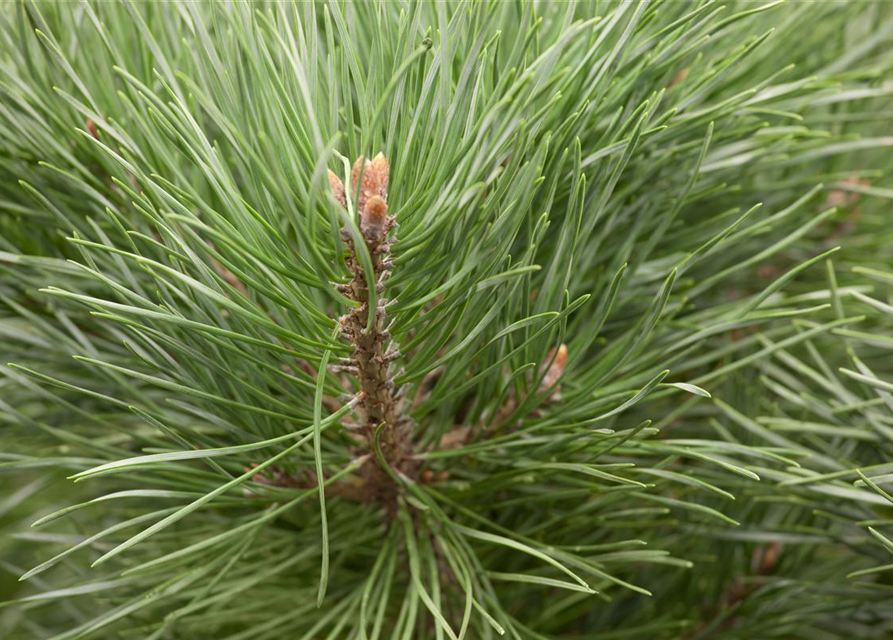 Pinus sylvestris Watereri