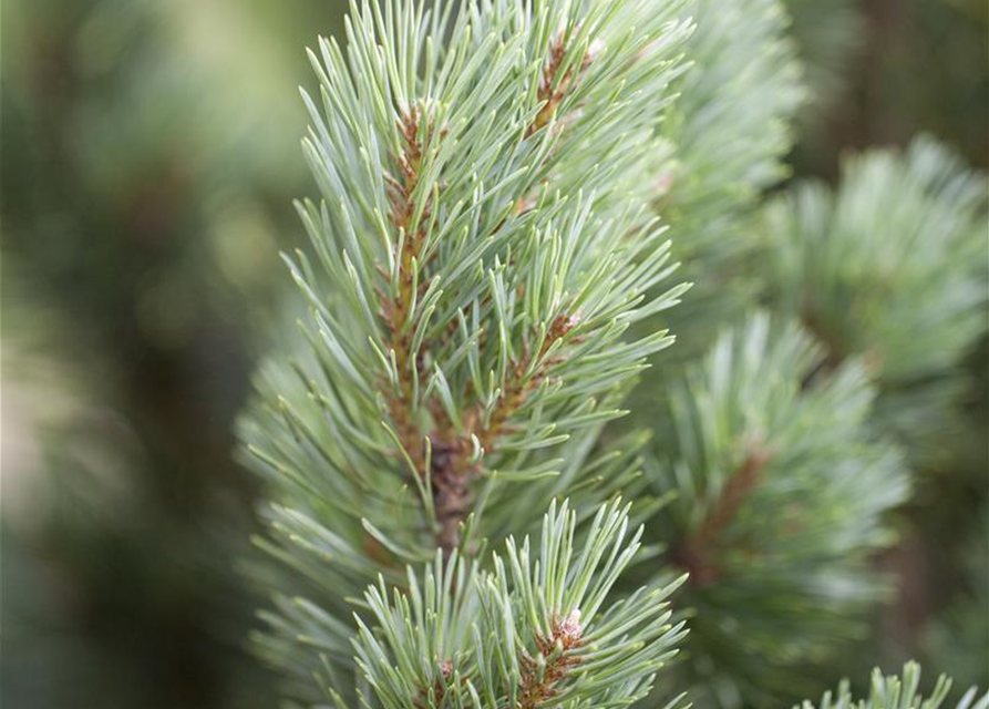 Pinus sylvestris Watereri