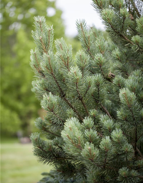 Pinus sylvestris Watereri