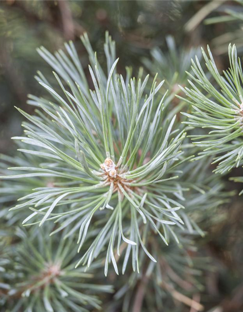 Pinus sylvestris Watereri