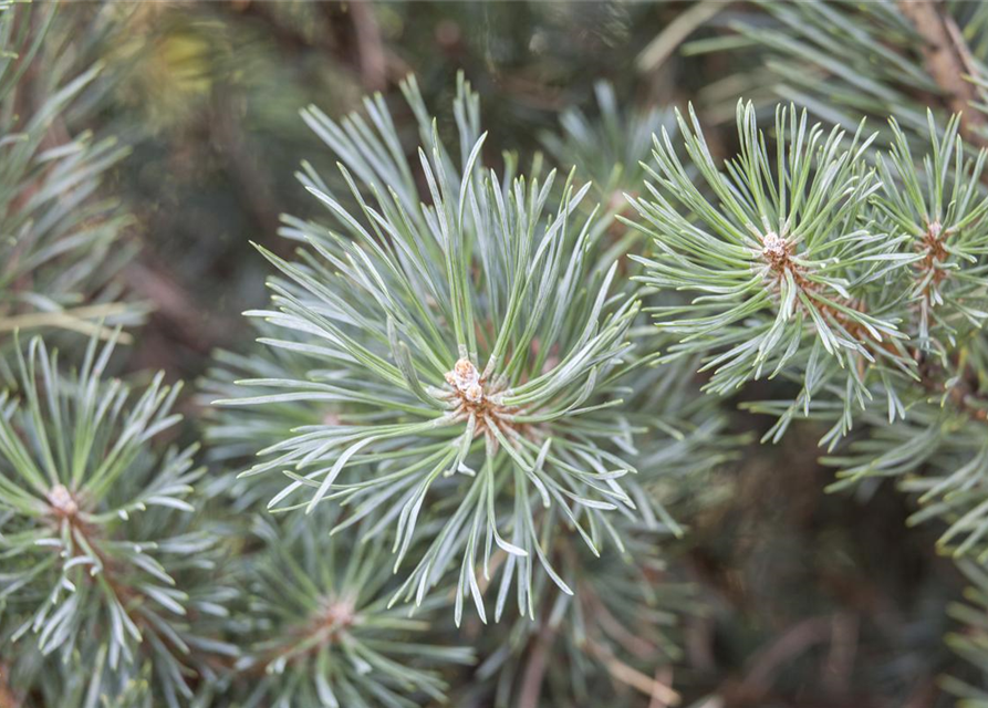 Pinus sylvestris Watereri