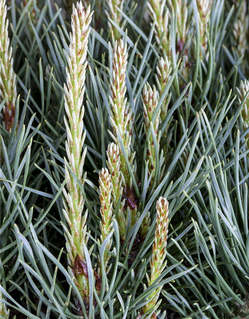 Pinus sylvestris Watereri