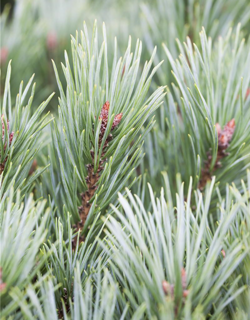 Pinus sylvestris Watereri