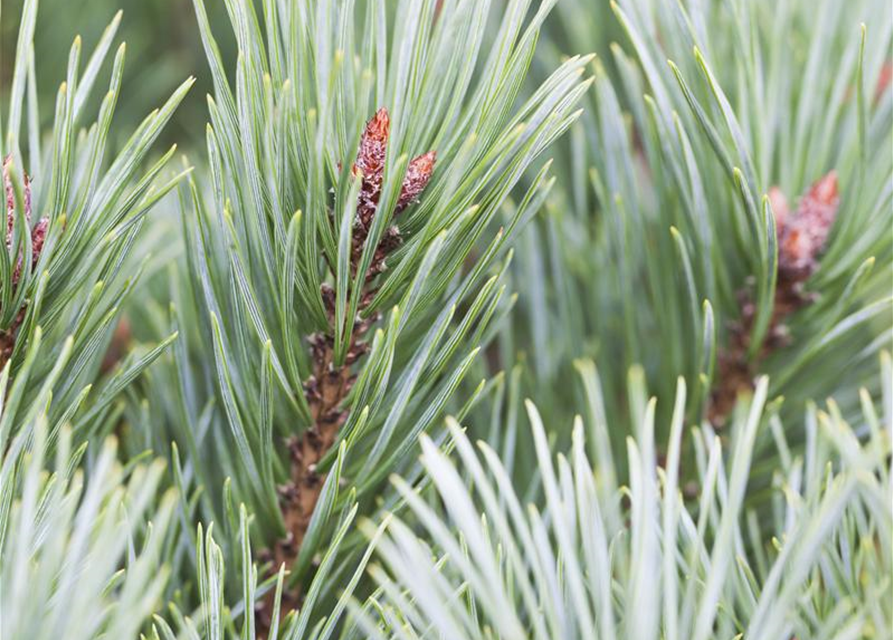 Pinus sylvestris Watereri