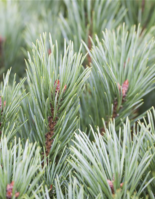 Pinus sylvestris Watereri