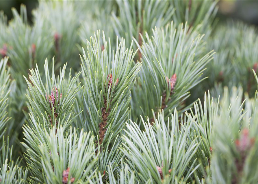 Pinus sylvestris Watereri