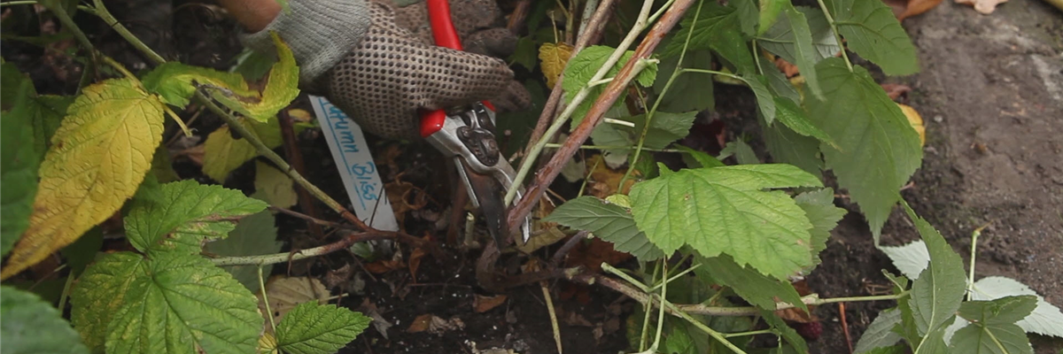 Himbeeren - Zurückschneiden im Herbst (thumbnail)